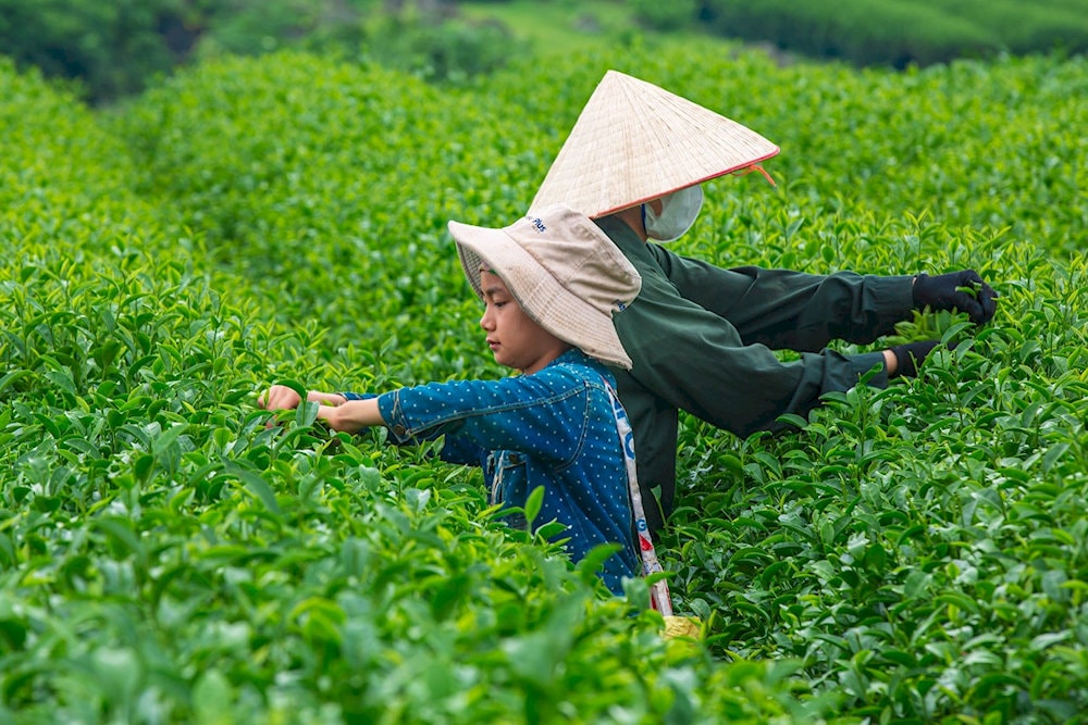 Nếu muốn trải nghiệm hái chè thật sự, bạn nên đến đồi từ 05:30 - 06:00